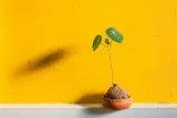 Can SEO really get your SaaS to $5M ARR in 12 months?