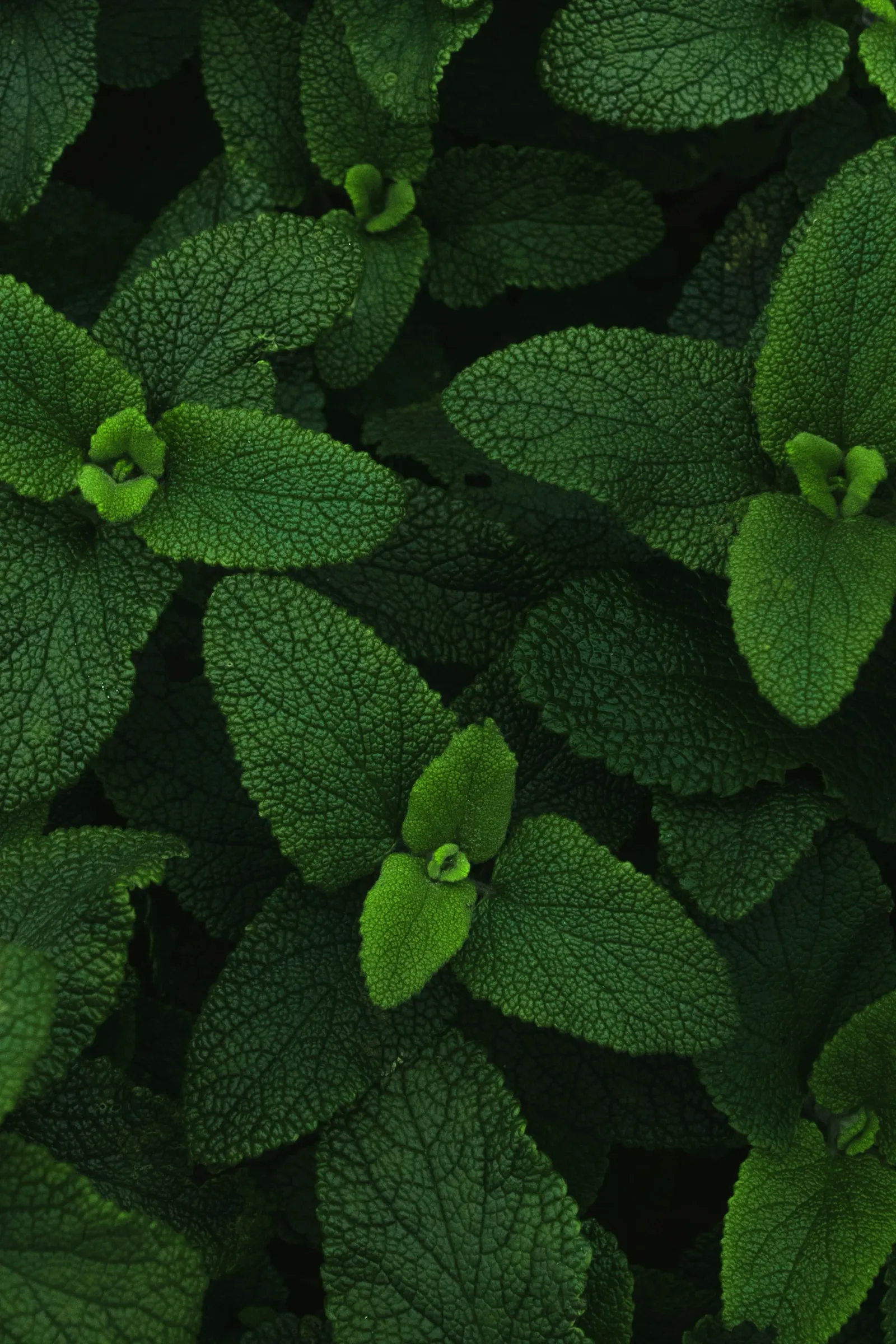 Fresh Ideas for SaaS Content Marketing