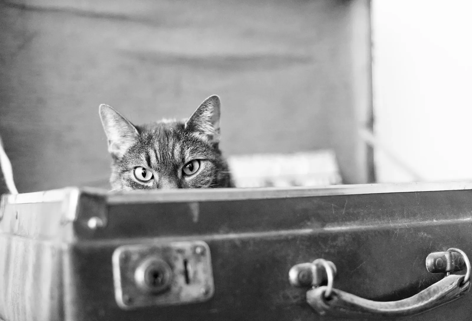 Stop Guessing, Start Knowing: Your Guide to Market Intelligence Tools