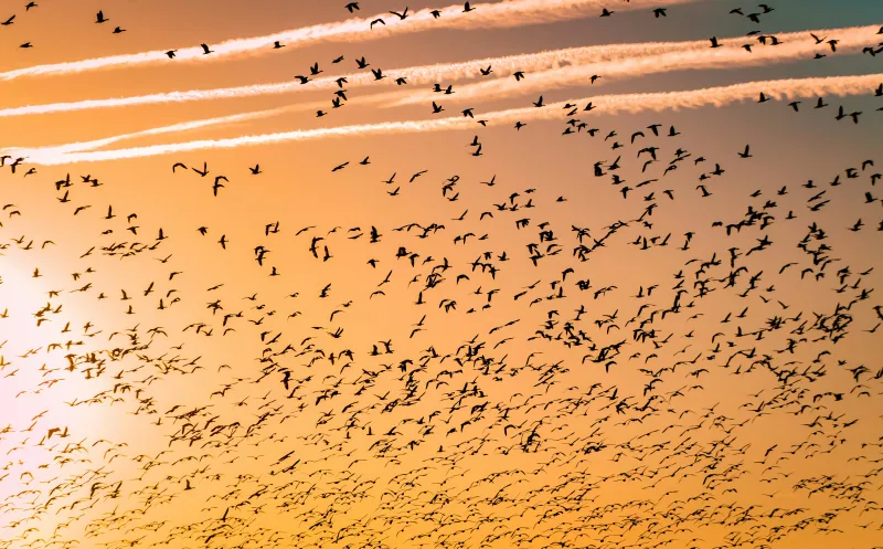 SaaS Migration Made Easy: How Concierge Migration Can Help You Make the Switch