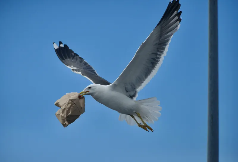 How to Steal Your Competitor's Customers: A Guide to Data Migration for SaaS Companies