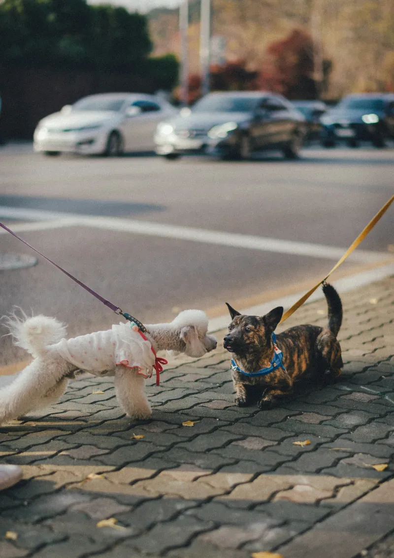 How to Get In Front of Decision-Makers Without Cold Calling: The VIP Intro Technique